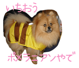 Pomeranian Sticker! sticker #13550950