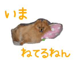 Pomeranian Sticker! sticker #13550952