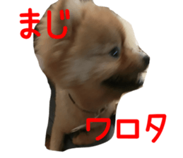 Pomeranian Sticker! sticker #13550953