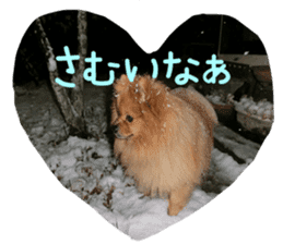 Pomeranian Sticker! sticker #13550954