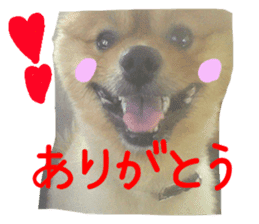 Pomeranian Sticker! sticker #13550955