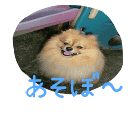Pomeranian Sticker! sticker #13550961