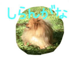 Pomeranian Sticker! sticker #13550964