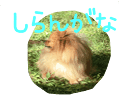 Pomeranian Sticker! sticker #13550964
