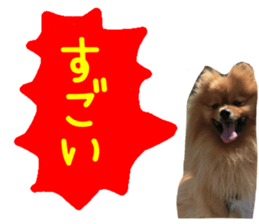 Pomeranian Sticker! sticker #13550969
