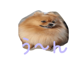 Pomeranian Sticker! sticker #13550971