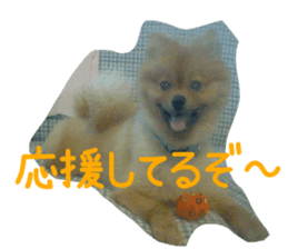 Pomeranian Sticker! sticker #13550975