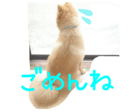 Pomeranian Sticker! sticker #13550979