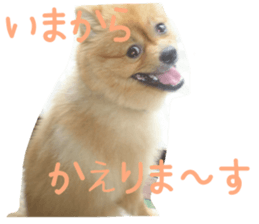 Pomeranian Sticker! sticker #13550980