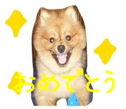 Pomeranian Sticker! sticker #13550981