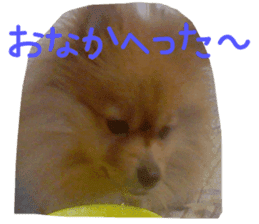 Pomeranian Sticker! sticker #13550984