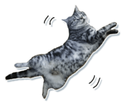 John is the cat of someone's home Part2 sticker #13551303