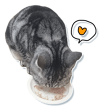 John is the cat of someone's home Part2 sticker #13551308