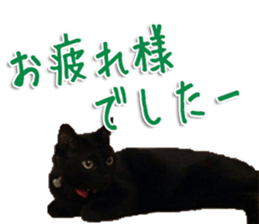 The black cat Sticker 2 sticker #13552454