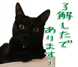 The black cat Sticker 2 sticker #13552455