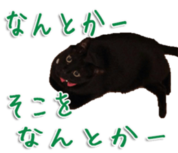 The black cat Sticker 2 sticker #13552457