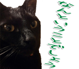 The black cat Sticker 2 sticker #13552458
