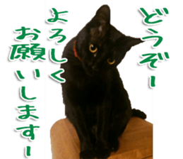 The black cat Sticker 2 sticker #13552460