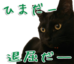 The black cat Sticker 2 sticker #13552461