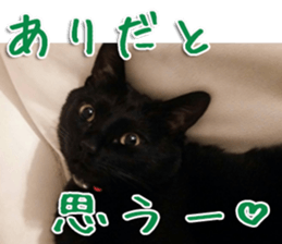 The black cat Sticker 2 sticker #13552464