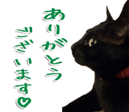The black cat Sticker 2 sticker #13552466