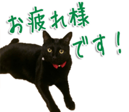 The black cat Sticker 2 sticker #13552467