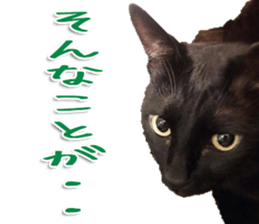 The black cat Sticker 2 sticker #13552470