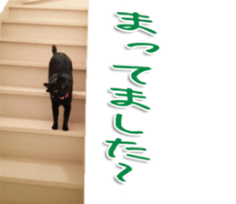 The black cat Sticker 2 sticker #13552472