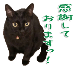 The black cat Sticker 2 sticker #13552474