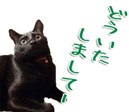 The black cat Sticker 2 sticker #13552475