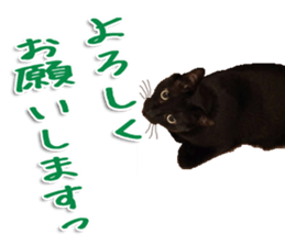 The black cat Sticker 2 sticker #13552476