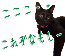 The black cat Sticker 2 sticker #13552478