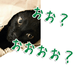 The black cat Sticker 2 sticker #13552480