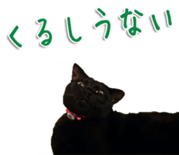 The black cat Sticker 2 sticker #13552481