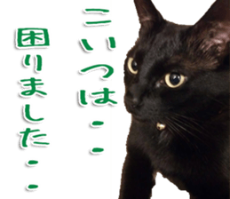 The black cat Sticker 2 sticker #13552483