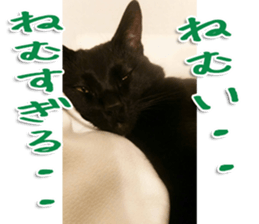 The black cat Sticker 2 sticker #13552484