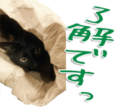 The black cat Sticker 2 sticker #13552486