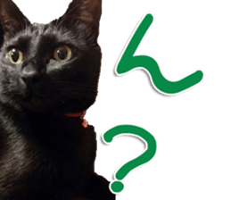 The black cat Sticker 2 sticker #13552489