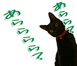 The black cat Sticker 2 sticker #13552490