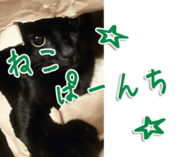 The black cat Sticker 2 sticker #13552491