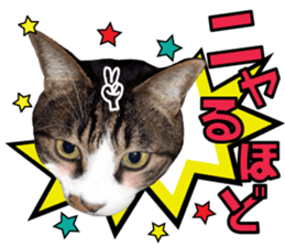 cute Mr.Umi sticker #13552923