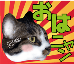 cute Mr.Umi sticker #13552938