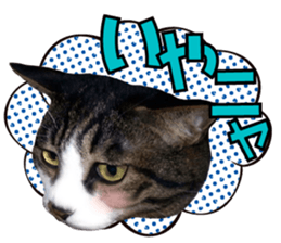 cute Mr.Umi sticker #13552942