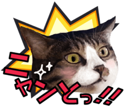 cute Mr.Umi sticker #13552946