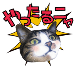 cute Mr.Umi sticker #13552947