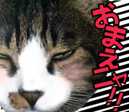 cute Mr.Umi sticker #13552953