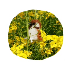 wool is a bird sticker of felt.