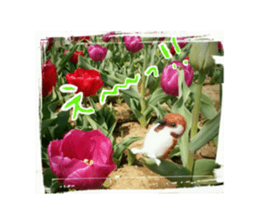 wool is a bird sticker of felt. sticker #13554268