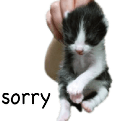 Picture of the kitten 4 English version