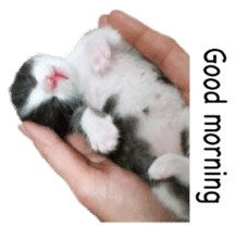 Picture of the kitten 4 English version sticker #13555758